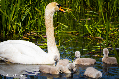 Familie zwaan