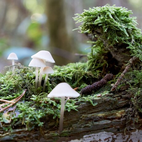 Paddenstoelenlandschapje