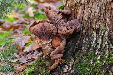 Prachtige honingzwam