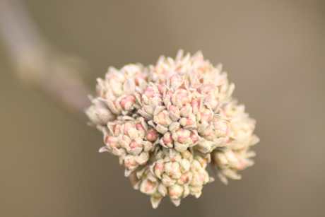 Ontluikende lente.jpg