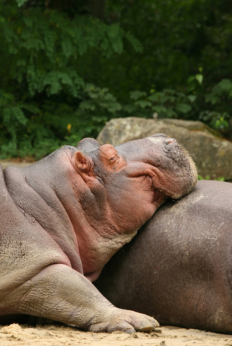 Luie nijlpaard gebruikt zijn collega als kussen