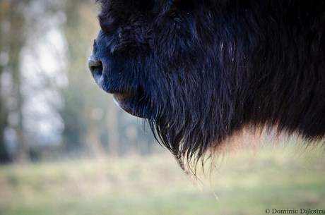 Rough bearded