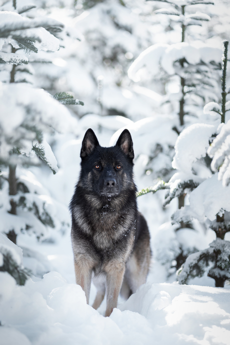 Herder in de sneeuw