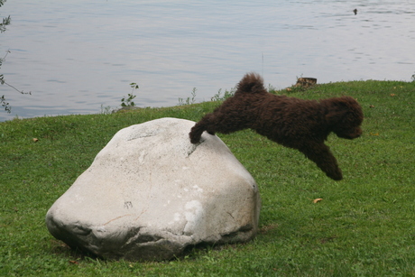 Spaanse waterhond