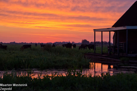 Zonsopkomst in de polder