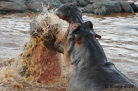 Nijlpaarden hebben ruzie