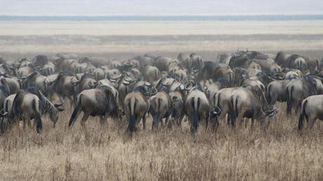 wildebeast in Ngorongoro