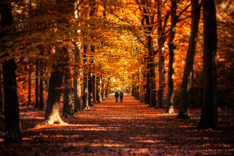 Walking in the fall