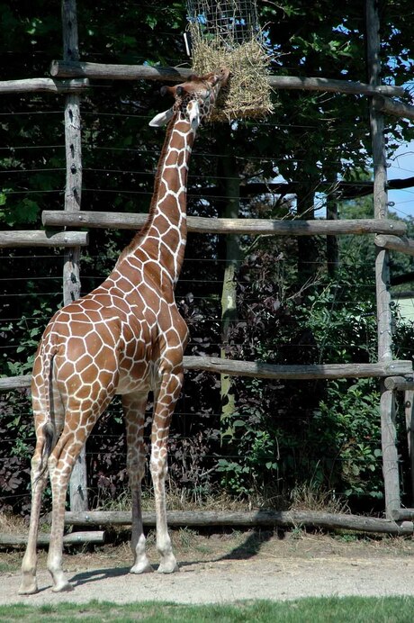 Giraffe