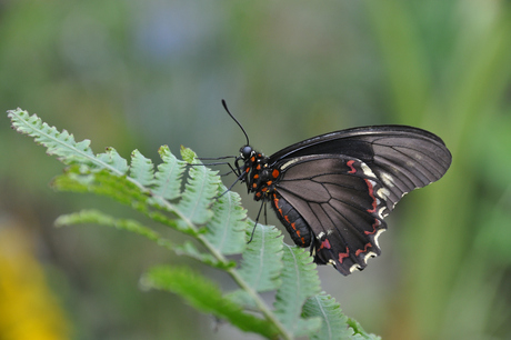 In de vlindertuin