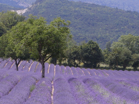 Lavendel vakantiegevoel 2