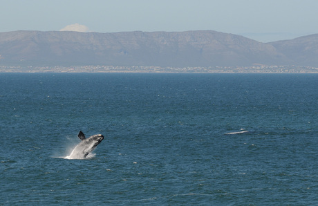Walvis Zuid-Afrika (2)