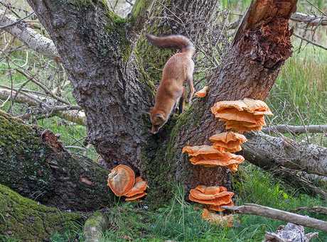 Herfst vos met paddenstoelen