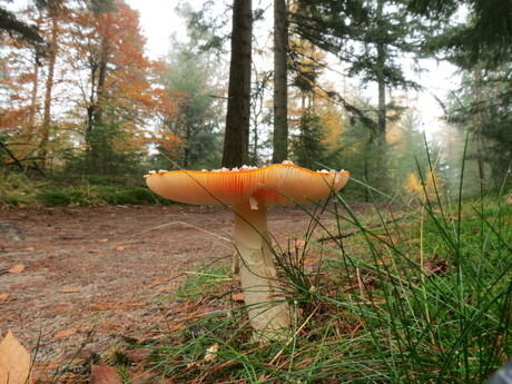 Herfst 2013