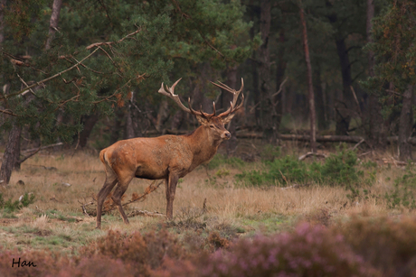 edelhert op de Veluwe