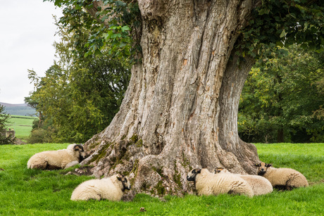 Boom met schapen