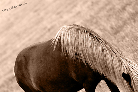 Detailfoto paard