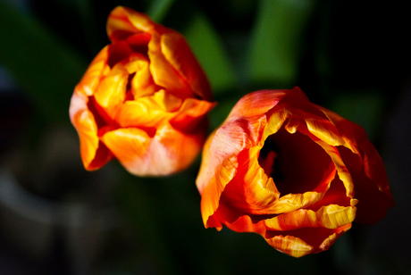 tulpen