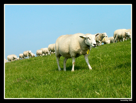 Schapen op de dijk