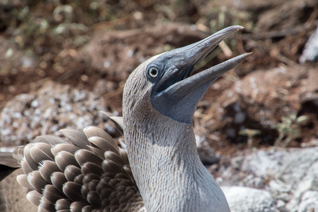 Blauwvoet jan-van-gent Galapagos