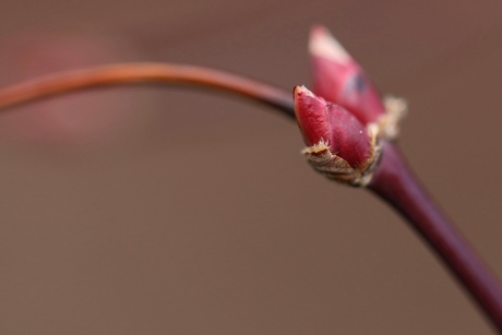 Daar komt de lente