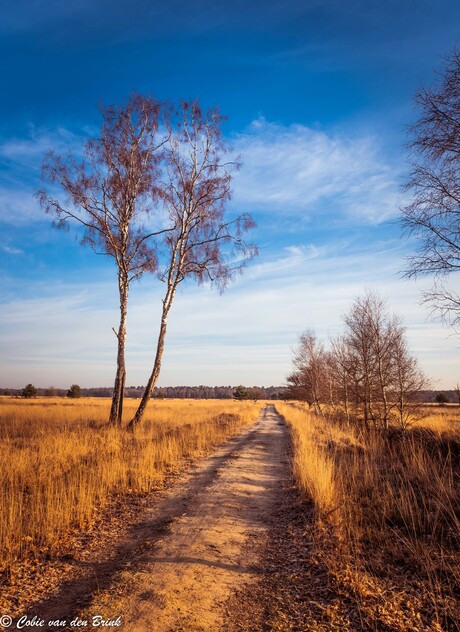 Banisveld - Oisterwijk