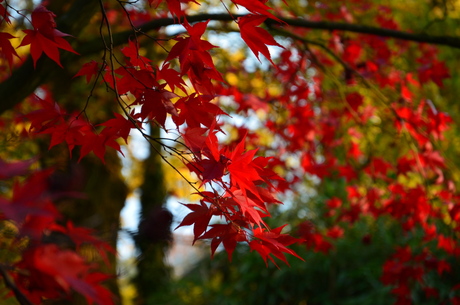 De kleuren van de herfst