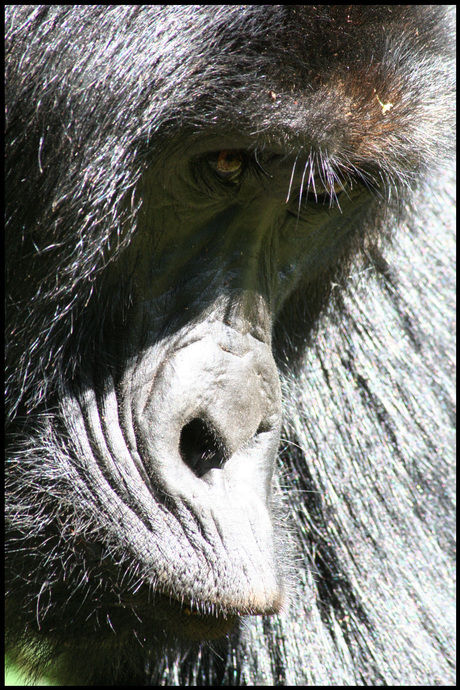 Gorilla