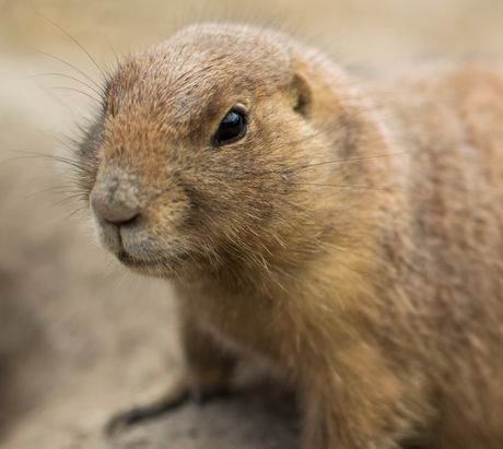 In de ogen van een prairiehondje