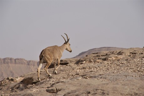 Steenbok in woestijn