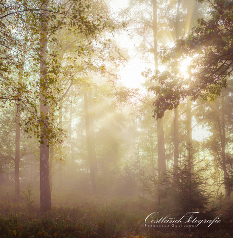 Mist en zon door de bomen