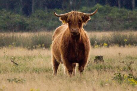 Schotse Hooglander