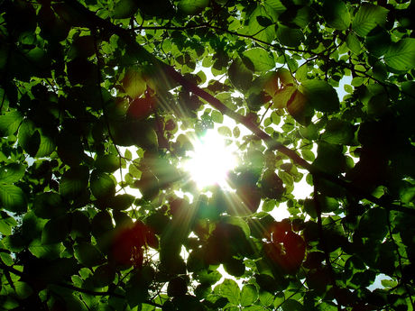 Achter de bladeren schijnt de zon.