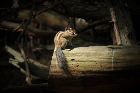 Eekhoorn in Wandelbos