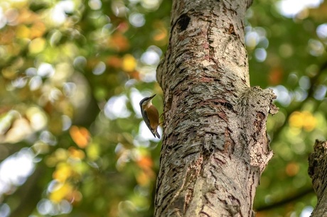 Boomkleverherfstbos