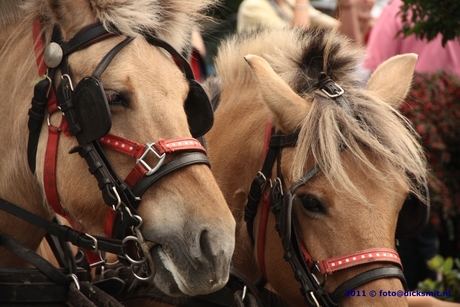 Paarden in Andalucië