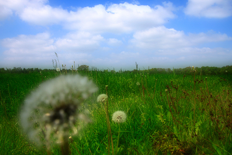 Hollands landschap