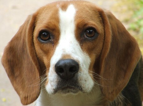 Portret van een Beagle