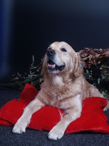 Hondenportret, graag reactie