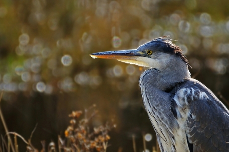 Grey Heron