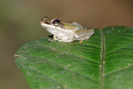 Kikker, Borneo