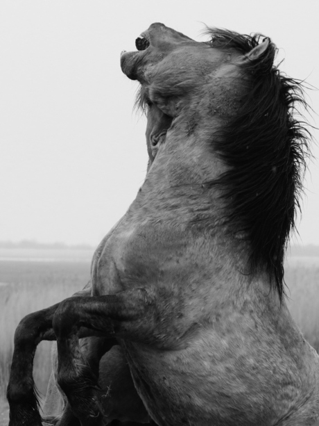 Vechtende/steigerende paarden in de OVP