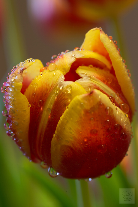 Tulip red/yellow
