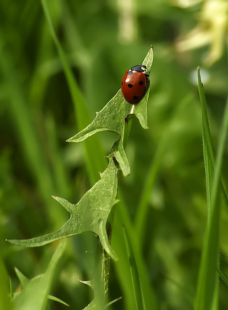 In het groen