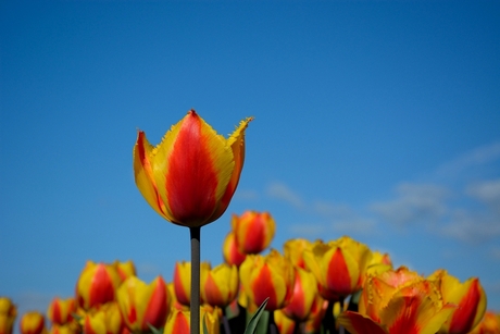 Geel met rode tulp