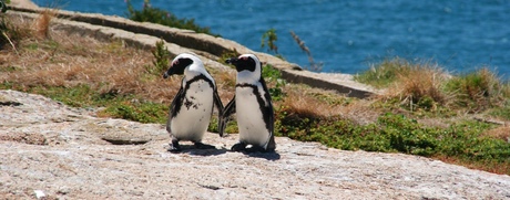 Penguinlove, Boulder's Beach