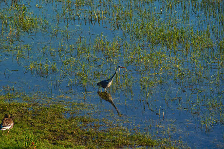 blauwe reiger