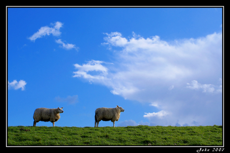 Schapewolken