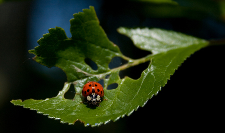 Lieveheersbeestje