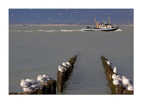 Westerschelde